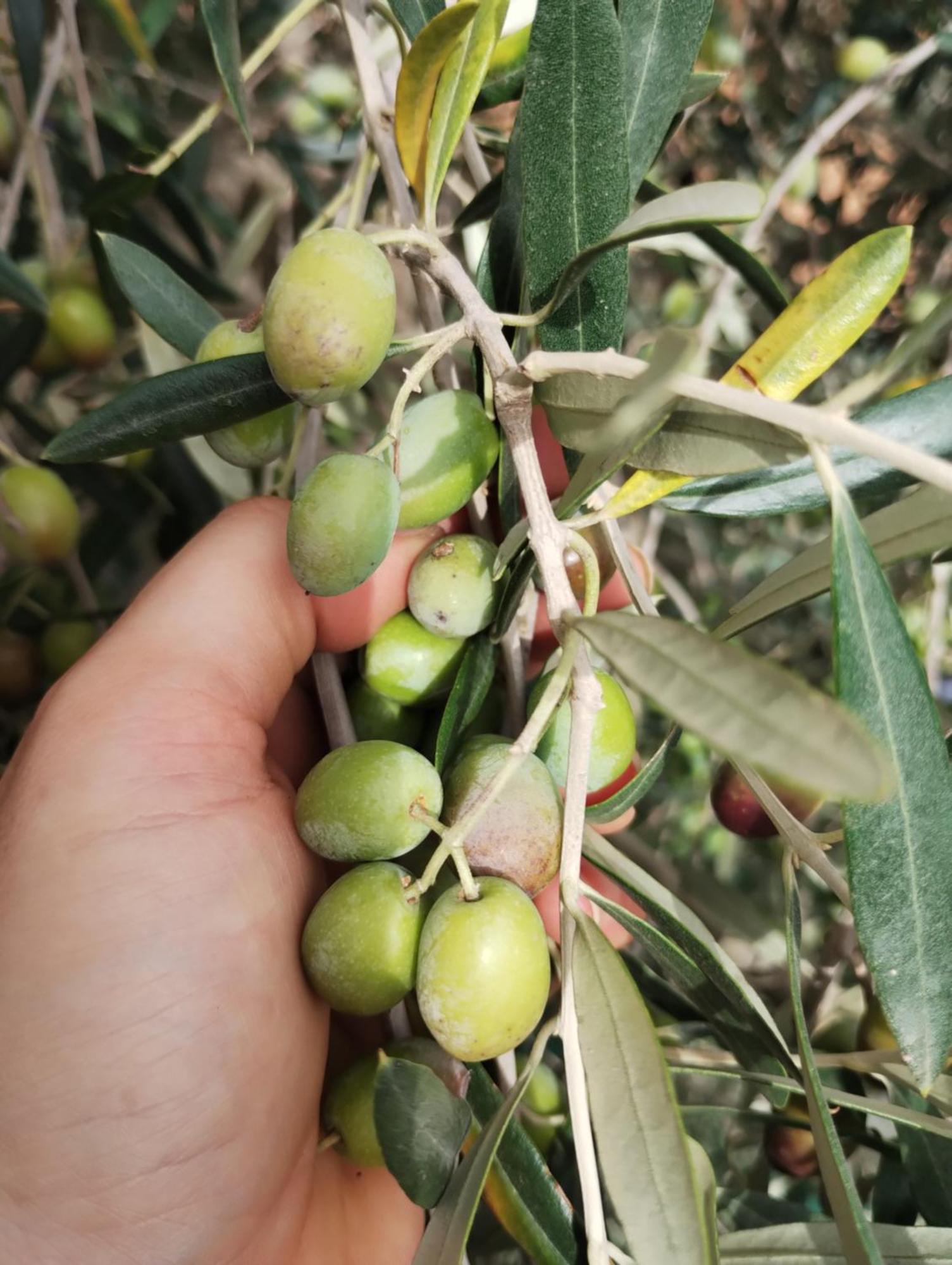 Il Punto Verde SantʼAntonio 外观 照片
