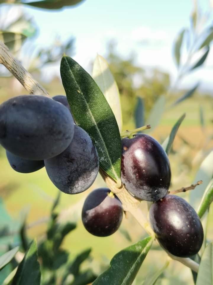 Il Punto Verde SantʼAntonio 外观 照片